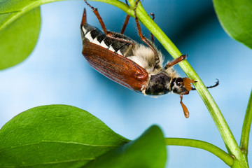 Cockchafer crawling on green leaves