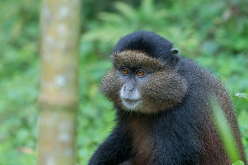 Portrait of golden monkey