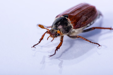 Isolated Cockchafer mirroring on white ground