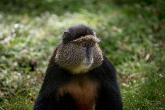 Golden monkey in Volcanoes National Park