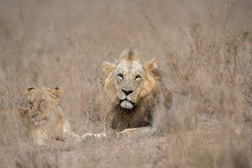 Male and female lion