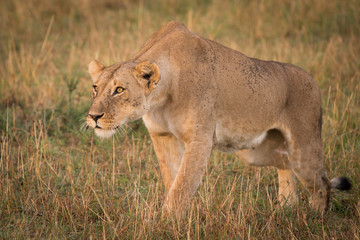 Fototapeta premium Female lion in Masai Mara