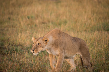 Female lion in Masai Mara