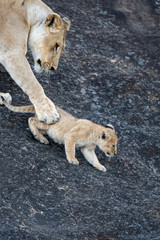 Fototapeta na wymiar Female lion in Masai Mara, Kenya