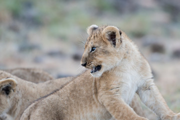 Lion cub in Masai Mara