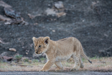Lion cub in Masai Mara