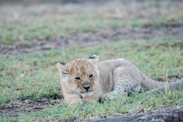 Naklejka na ściany i meble Lion cub in Masai Mara
