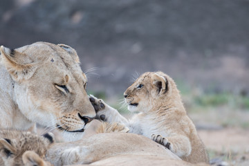 Fototapeta premium Lion cub in Masai Mara