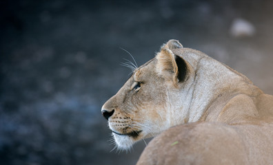Female lion in Masai Mara