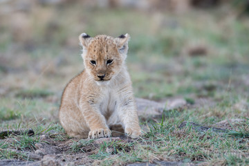 Naklejka na ściany i meble Lion cub in Masai Mara