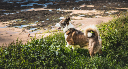 little Pembroke dog Welsh Corgis walking on the beach