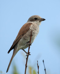 Young Red-backed Shrike (Lanius collurio) on the branch