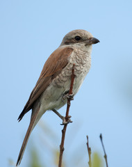 Young Red-backed Shrike (Lanius collurio) on the branch
