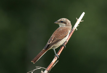 Red-backed Shrike (Lanius collurio) female on the branch
