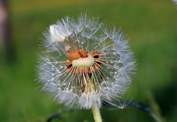 Fototapeta premium Ein verblühter Löwenzahn