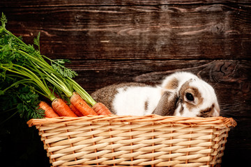 weißer hase mit karotten im korb