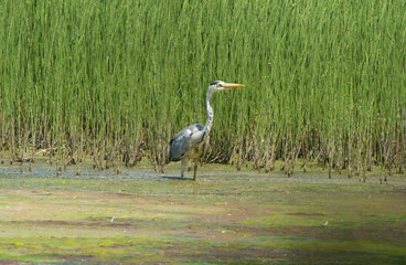 Grey heron (Ardea cinerea) on the pond