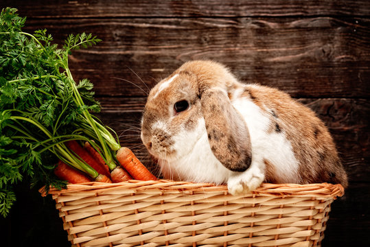 brauner hase im korb mit m&ouml;hren