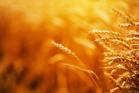 Golden ripe wheat ears in the field