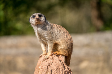 Curious meerkat