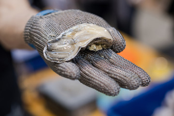 Hand in metal cut resistant glove is offering a freshly opened oyster on a fish market.
