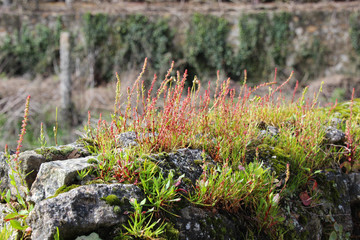 Gewächs auf einem Stein