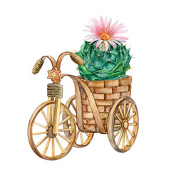 Fototapeta na wymiar Flowering cactus in a decorative flower pot. Deorative basket, bicycle isolated on white background. Illustration. Watercolor. Template.