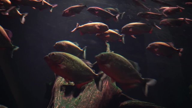Fish in aquarium underwater, dark