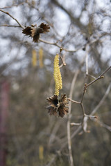 Corylus avellana
