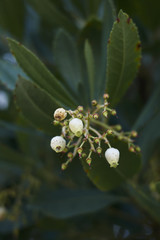 Arbutus unedo 