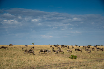 Obraz premium Wildebeest in Masai Mara