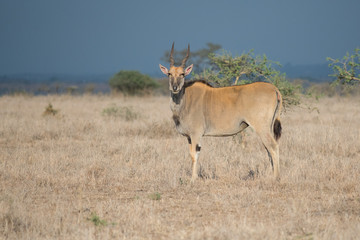 Eland in Nairobi National Park