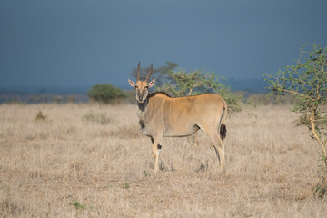Naklejka na ściany i meble Eland in Nairobi National Park