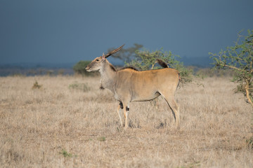 Naklejka na ściany i meble Eland in Nairobi National Park