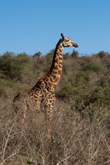 Giraffe and blue sky