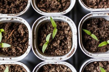 Seedlings of red pepper planted in the ground in special plastic cans