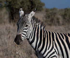 Zebra in Nairobi National Park