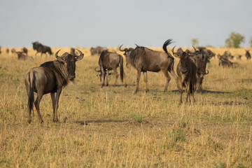 Naklejka na ściany i meble Wildebeest in Masai Mara