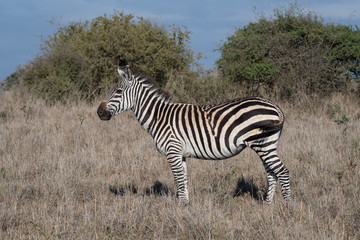 Fototapeta na wymiar Zebra in Nairobi National Park