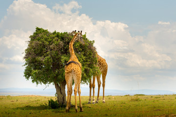 Naklejka premium Dwie żyrafy w Masai Mara w Kenii