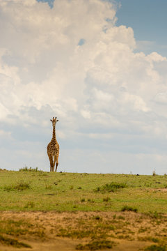 Giraffe in Masai Mara, Kenya