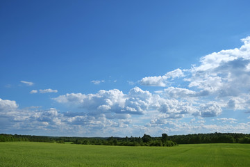 Fototapeta na wymiar green field with forest on horison with blue cloudy sky in sunny weather in summer
