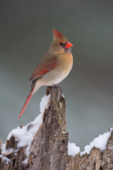 Female Cardinal perched on a tree stump in winter