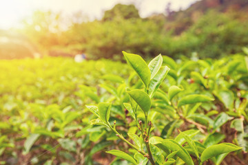 Close up leaf of green tea