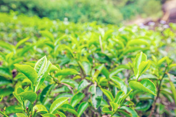 Close up leaf of green tea