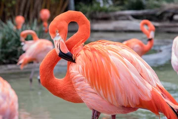 Fotobehang Flamingo met hoofd en nek gebogen in een figuur 8 © The Speedy Butterfly