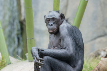 Bonobo monkey posing