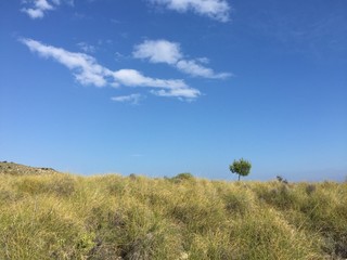 Obraz premium Lonely tree in the mountains of Benidorm-Spain. Summerly landscape