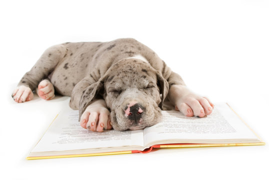 Schafender Doggenwelpe mit Buch isoliert auf wei&szlig;em Hintergrund