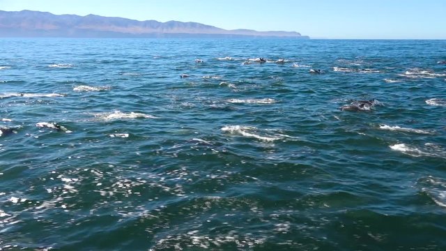 Thousands of dolphins migrate in a massive pod through the Channel Islands National Park.